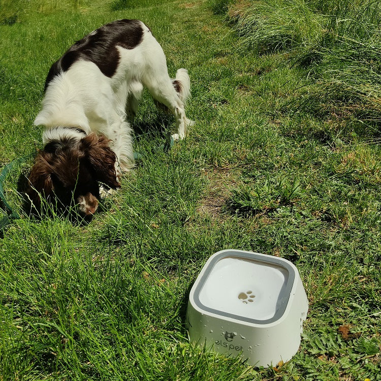 Drikkeskål til hund - uden at spilde