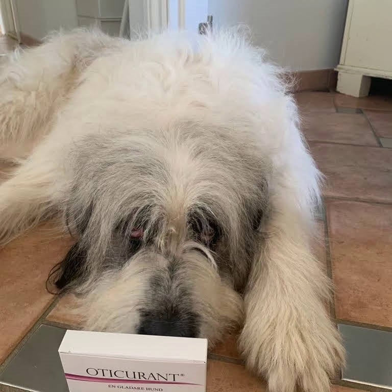Hunde med irriterede ører kan nemt få god balance igen i ørerne med Oticurant i pulverform.