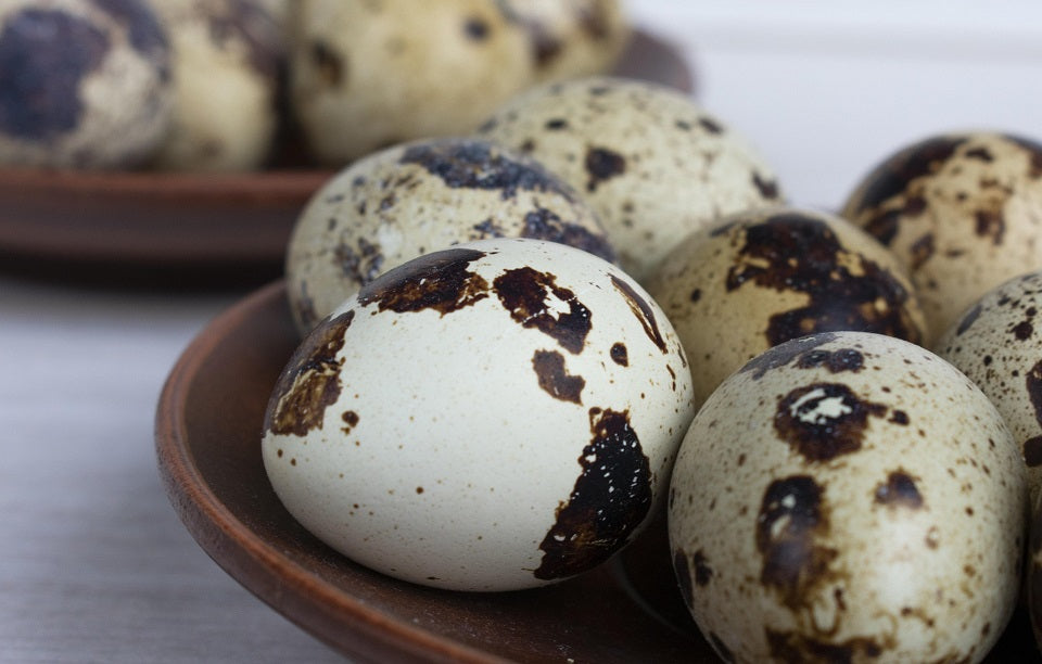 Vaktelägg sax
