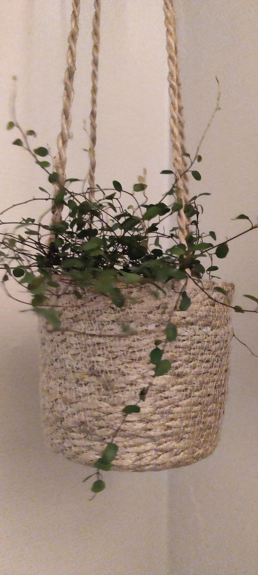 ophæng til planter