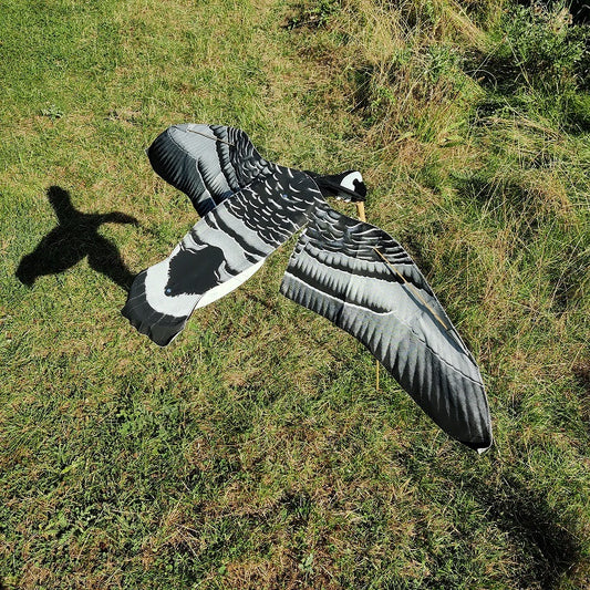 bramgås set oppefra med vinger der flapper. Præcis aftegning fra en ægte bramgås.