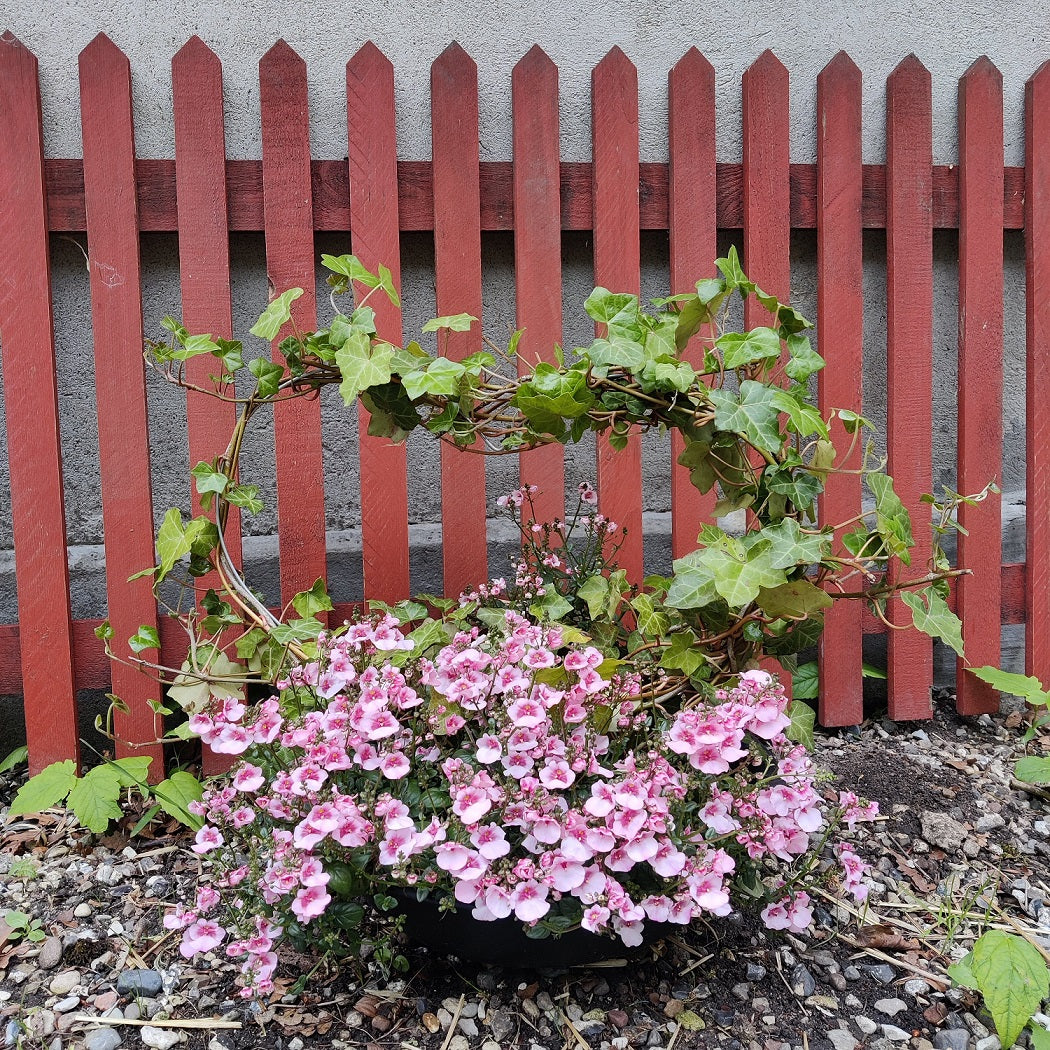 Blomma hjärta - blomsterring stativ