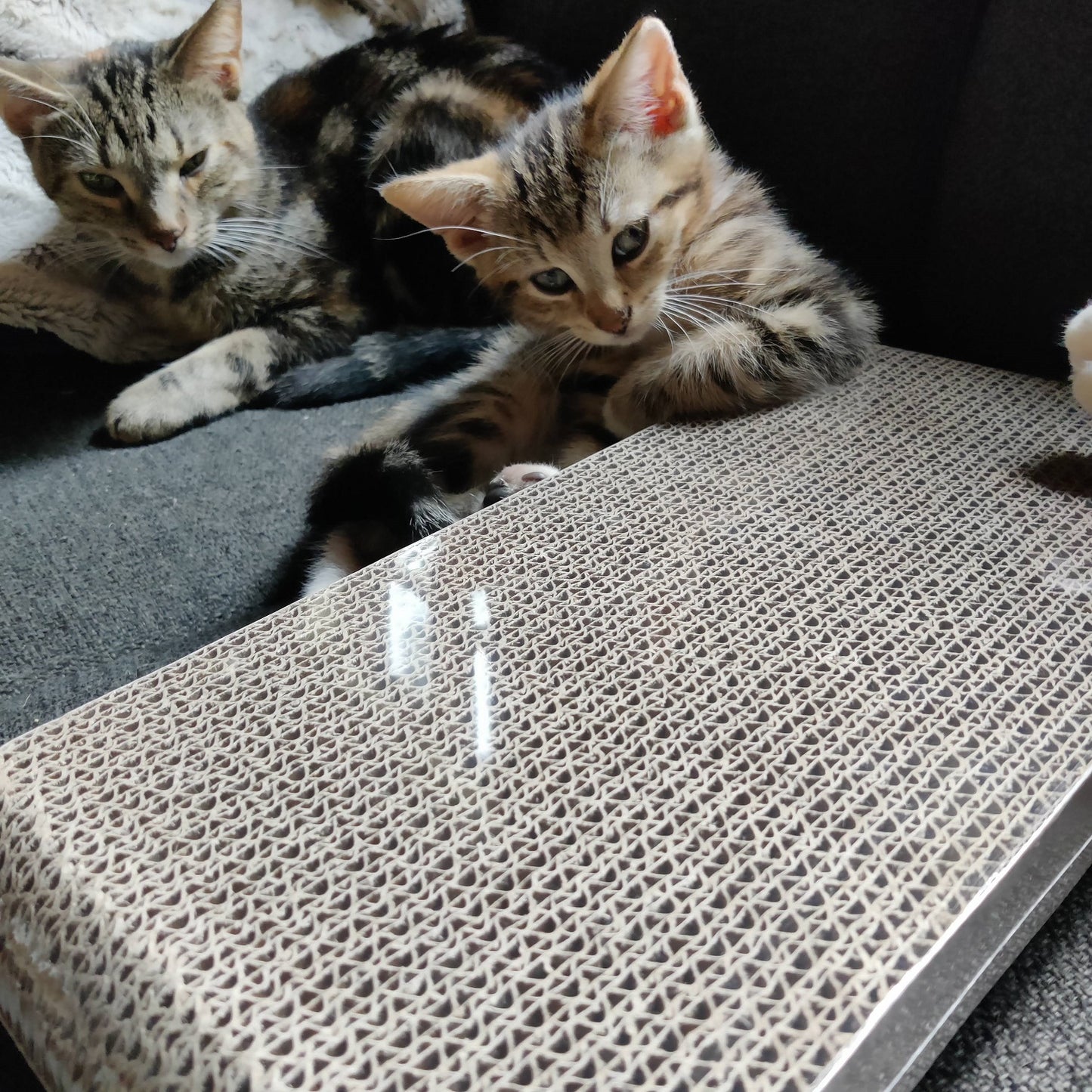 Skrapbräda för katten