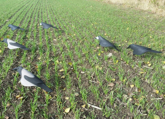 Open Field Råge/Krage Mix