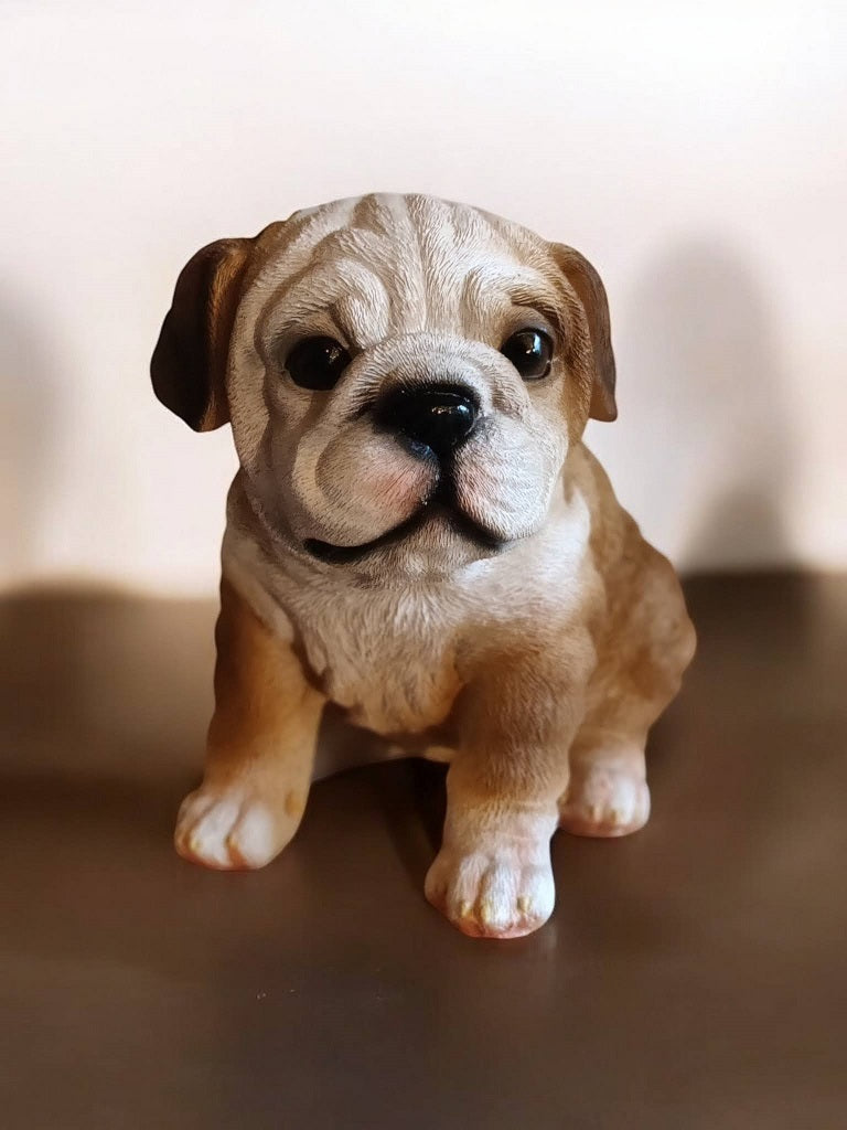 bulldog set forfra