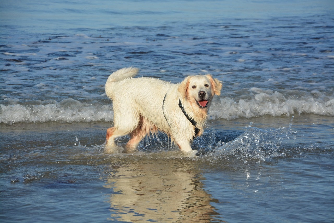 Hundebassin - pool