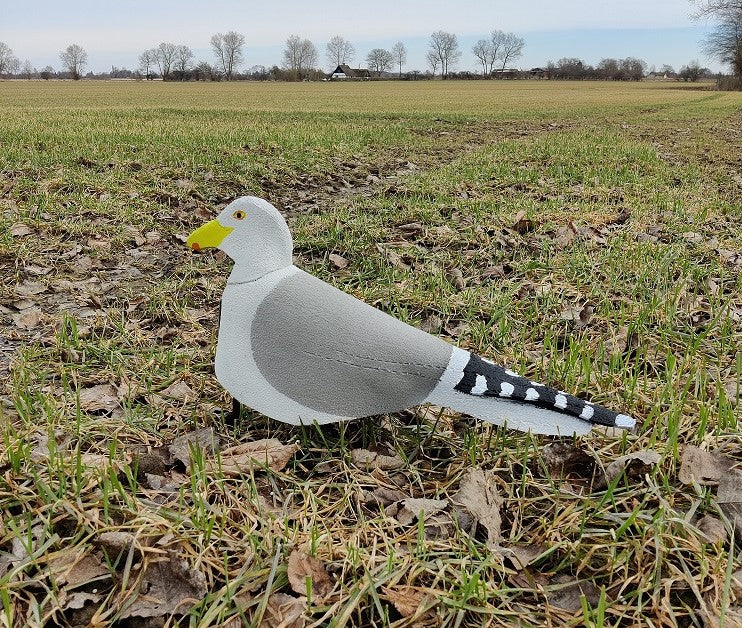 Open Field Sølvmåger