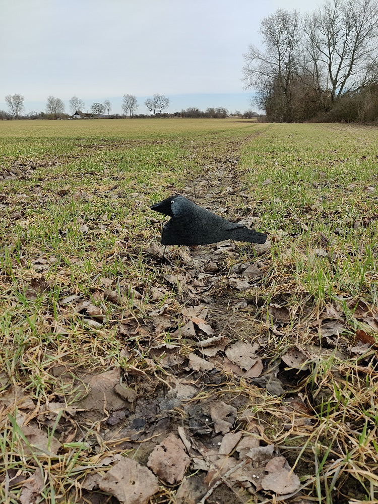 Open Field Allikelokkere